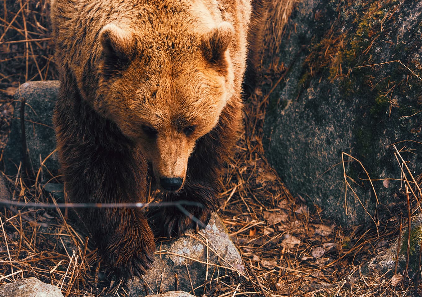 Ranua Zoo bear