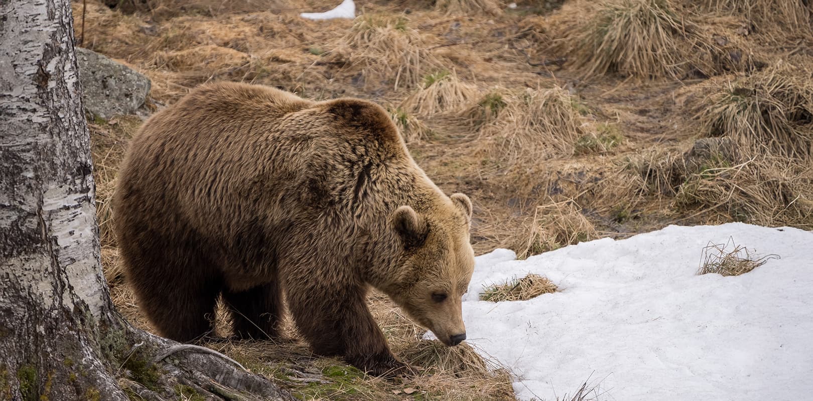 Ranua Zoo bear