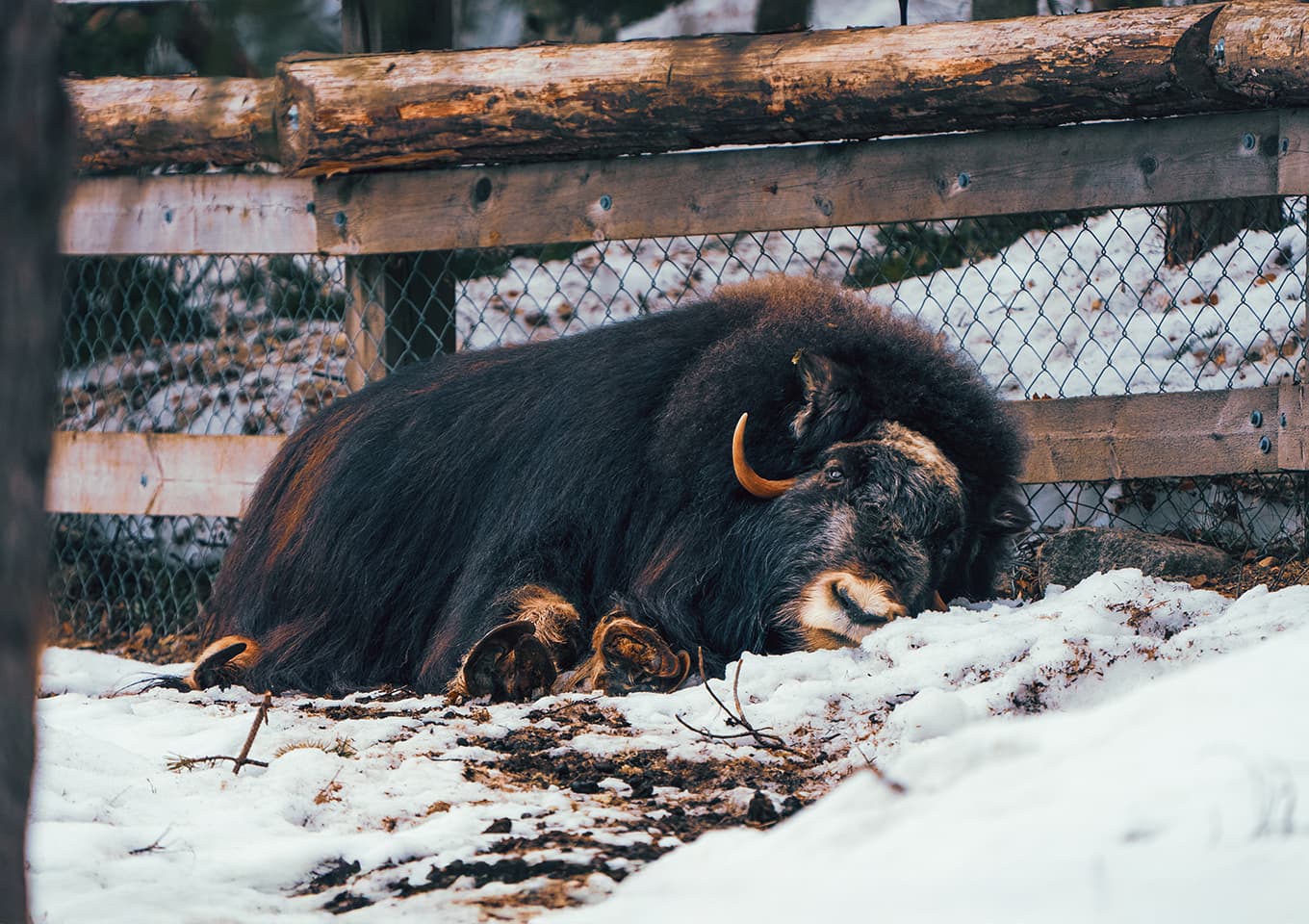 Ranua Zoo buffalo