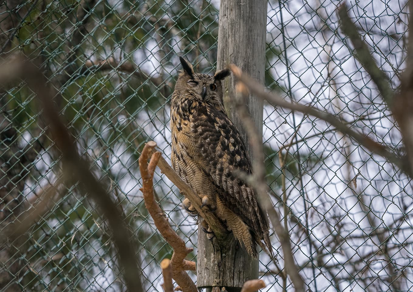 Ranua Zoo owl