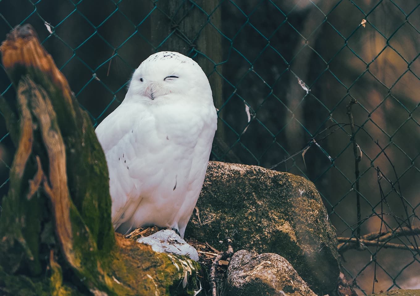 Ranua Zoo owl
