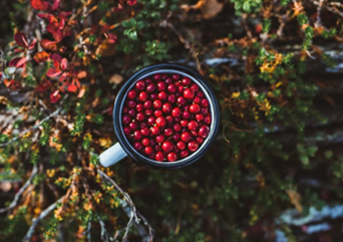 Arándanos rojos