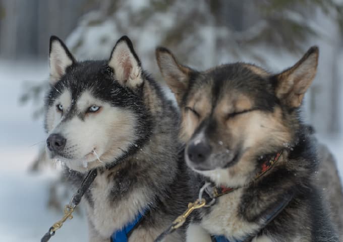 Husky