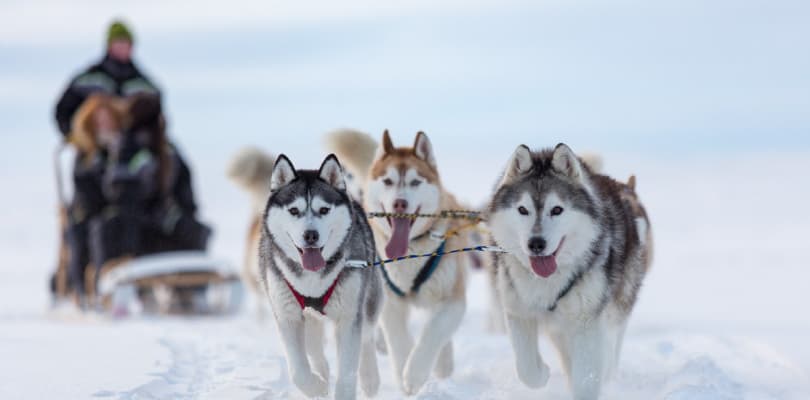 Husky