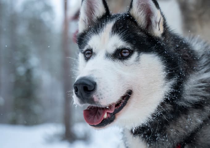 Husky