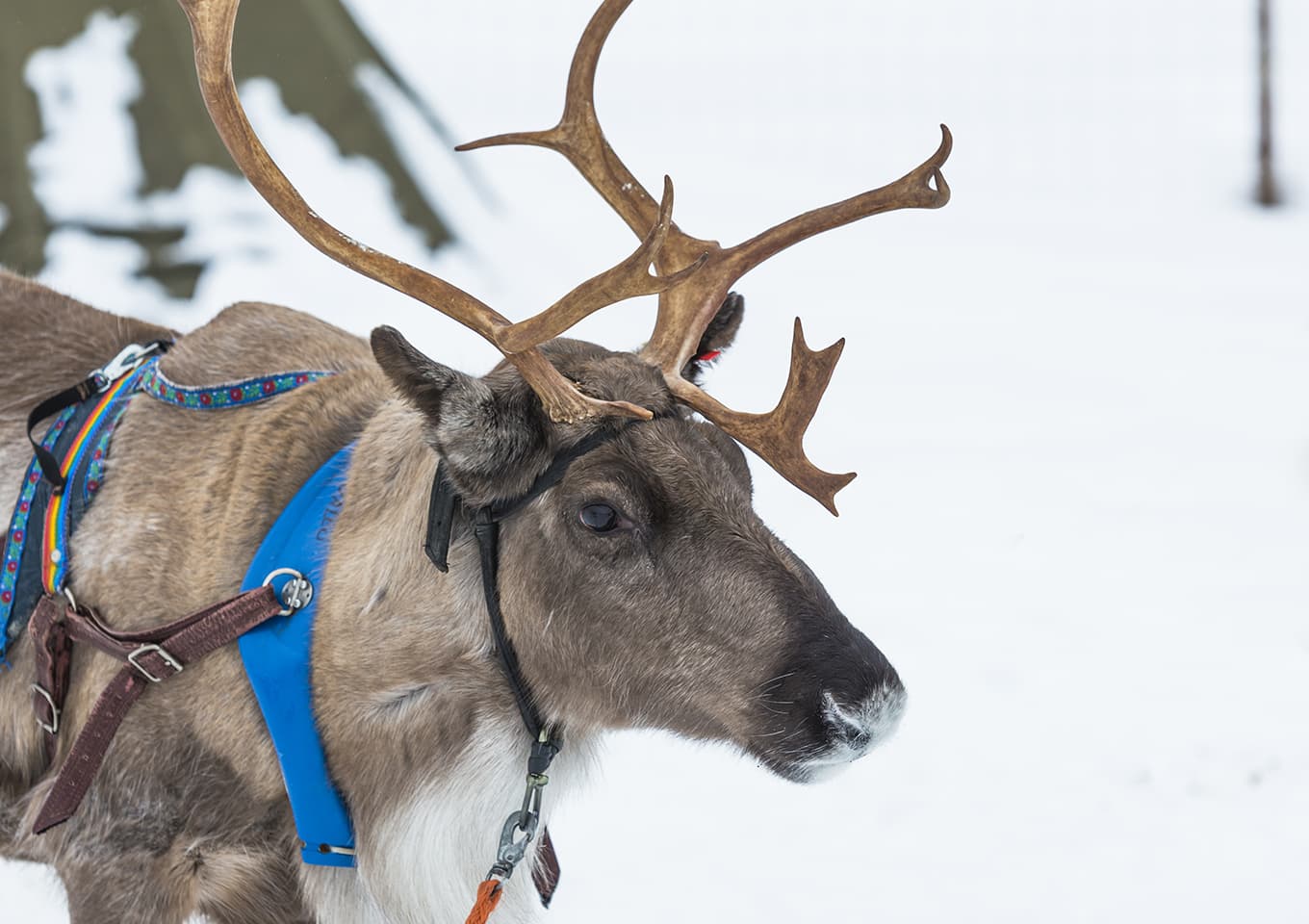 Reindeer sleigh