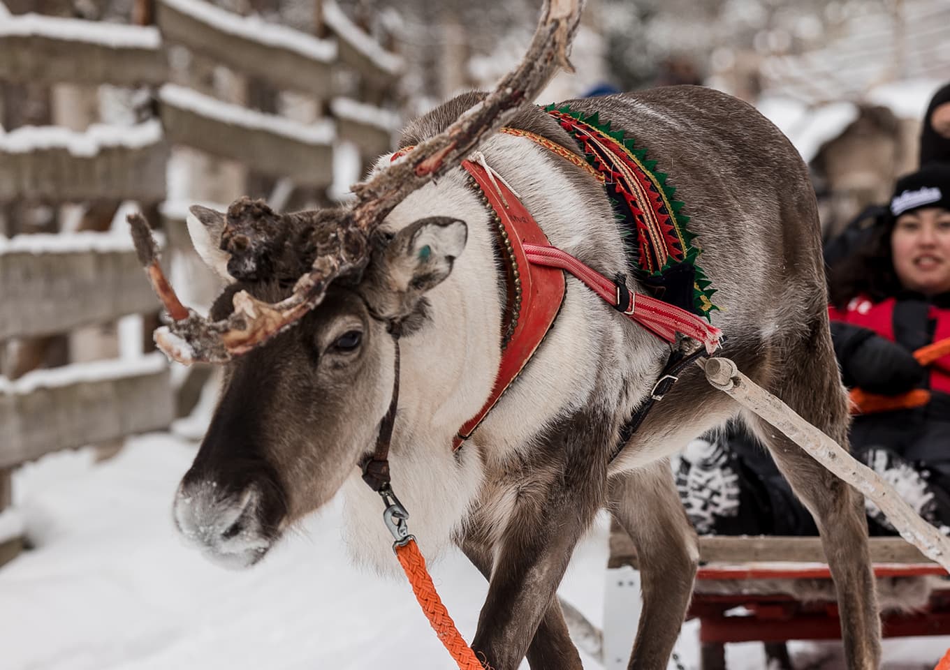 Reindeer sleigh