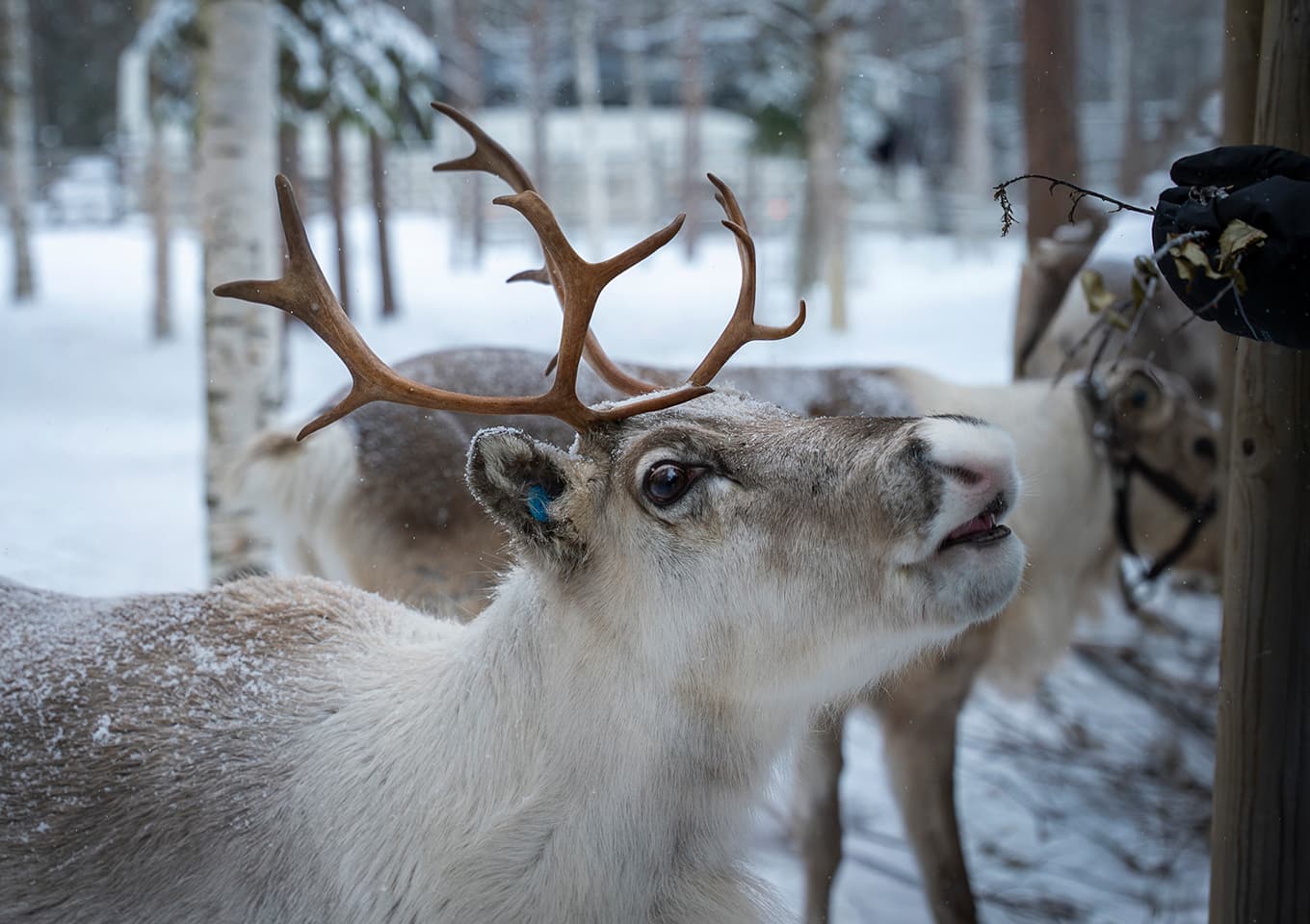Reindeer sleigh