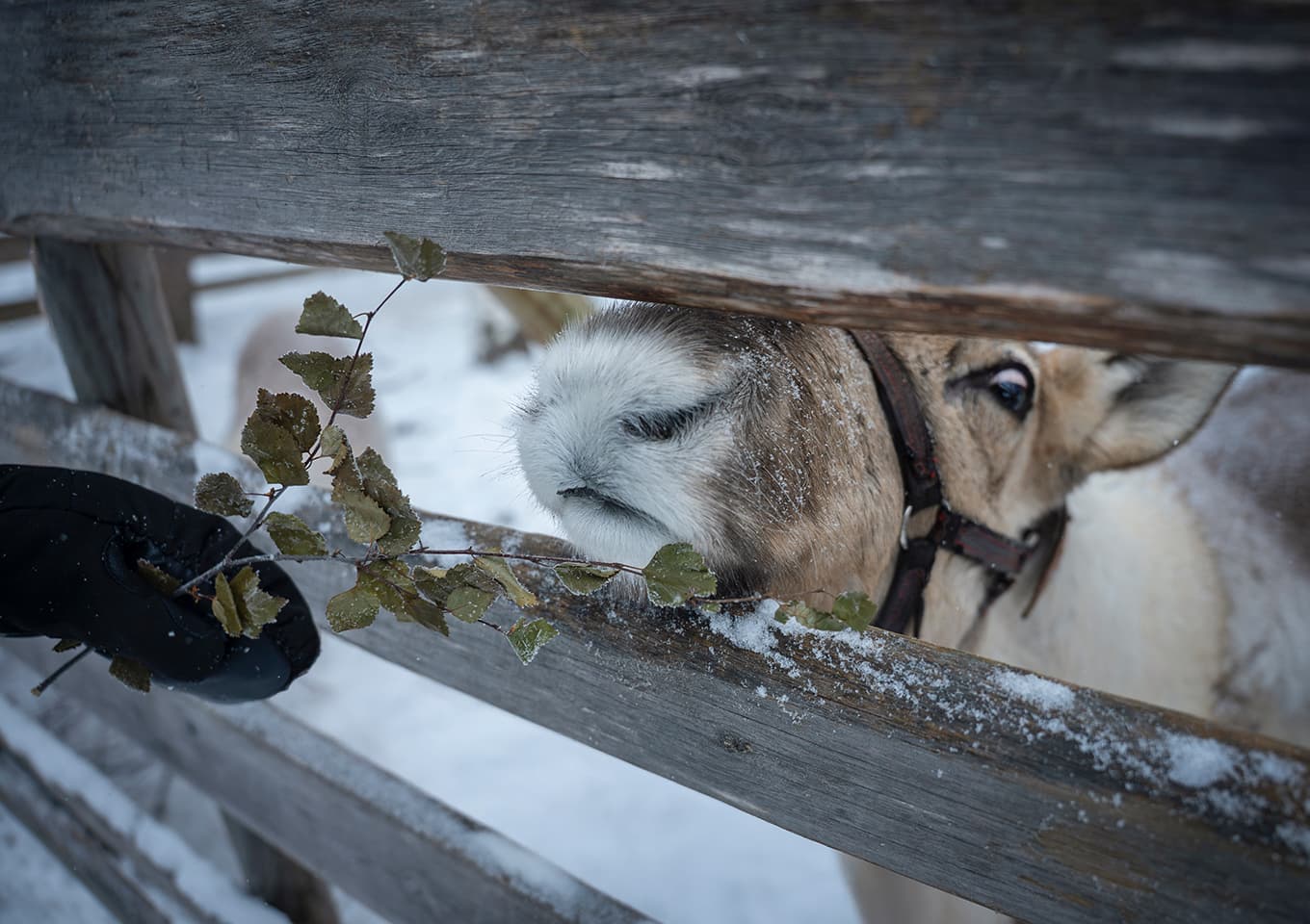 Reindeer sleigh