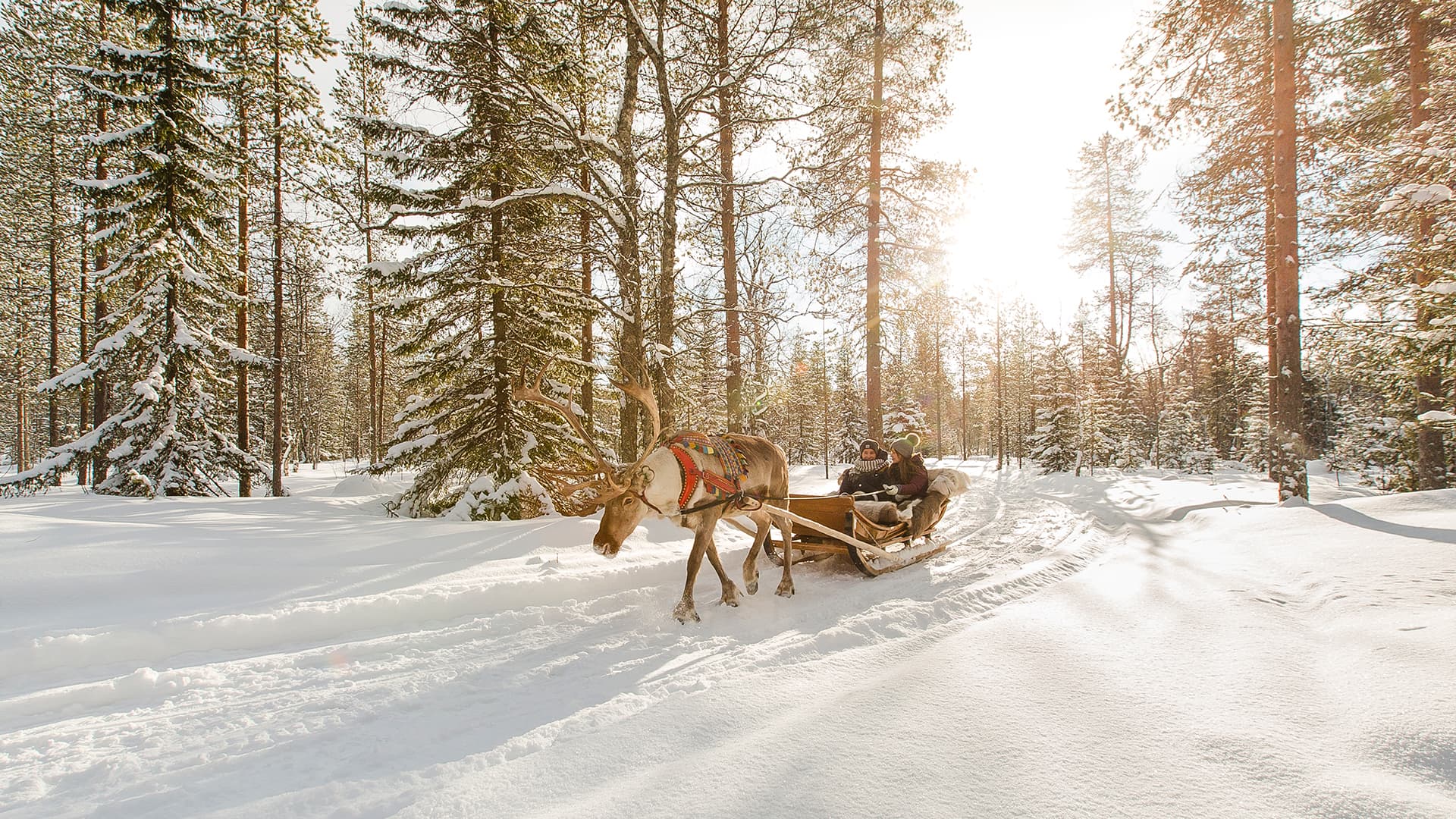 Reindeer sleigh