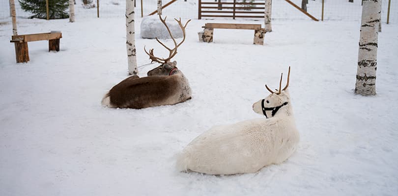 Reindeers