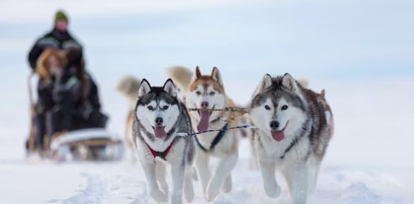 A husky team pulls a sled carrying two bundled-up passengers across open snow, dogs mid-stride