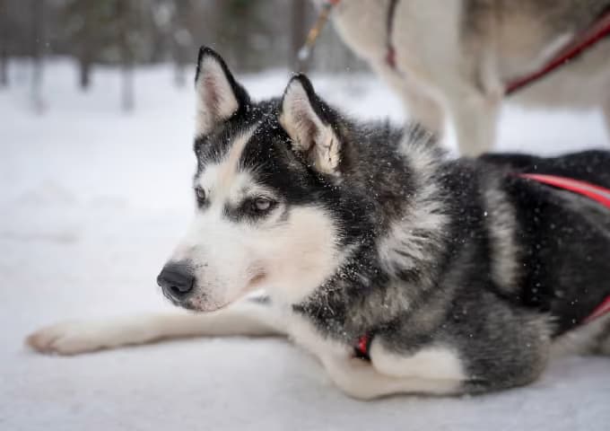 Husky lepää ennen rekiajelua Lapissa