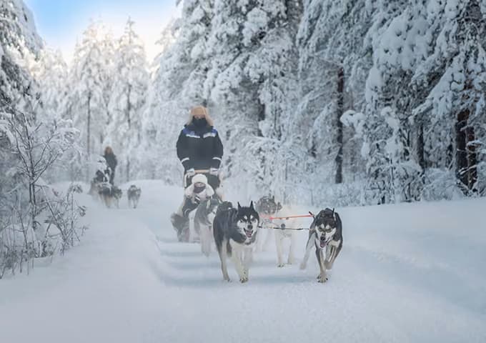 Vieras johtaa huskyjen vetämää rekia Aito Resortissa