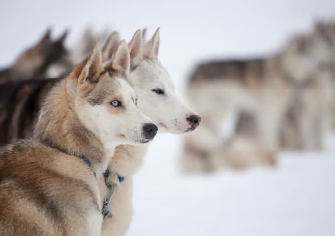 Two huskies in close profile, one with a striking blue eye, more dogs blurred in the snow behind them