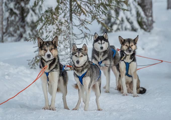 Four husky dogs in harness stand together on snowy ground beside a snow-laden fir tree