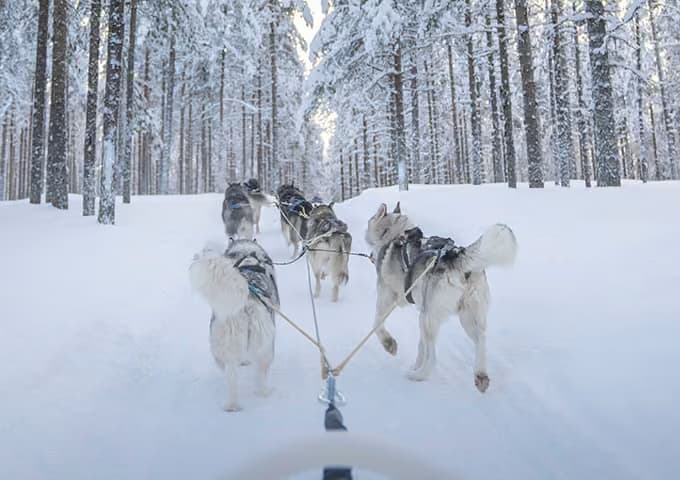 Huskien vetämän reen ajavan vieraan näkökulma