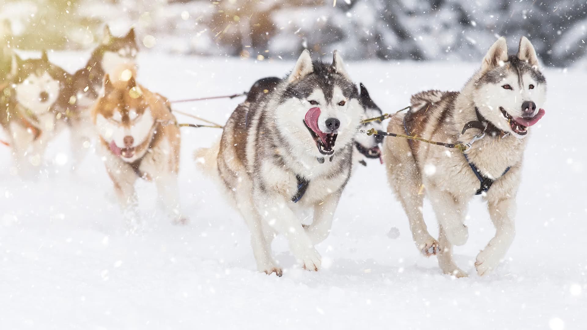 A team of husky sled dogs runs hard through falling snow, tongues out, harnessed together