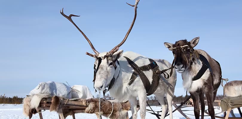 Two harnessed reindeer stand beside a laden sleigh on the snow under a clear blue sky