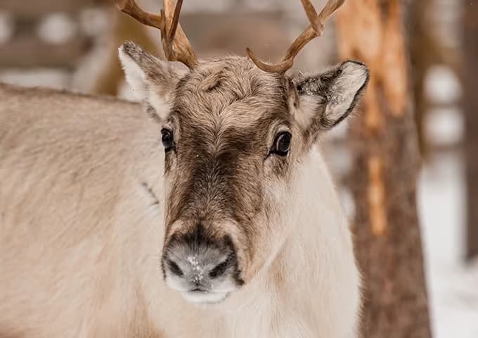 Close-up of a pale reindeer looking straight into the camera among snowy trees