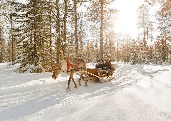 A reindeer pulls a sleigh with two guests through a sunlit forest heavy with snow
