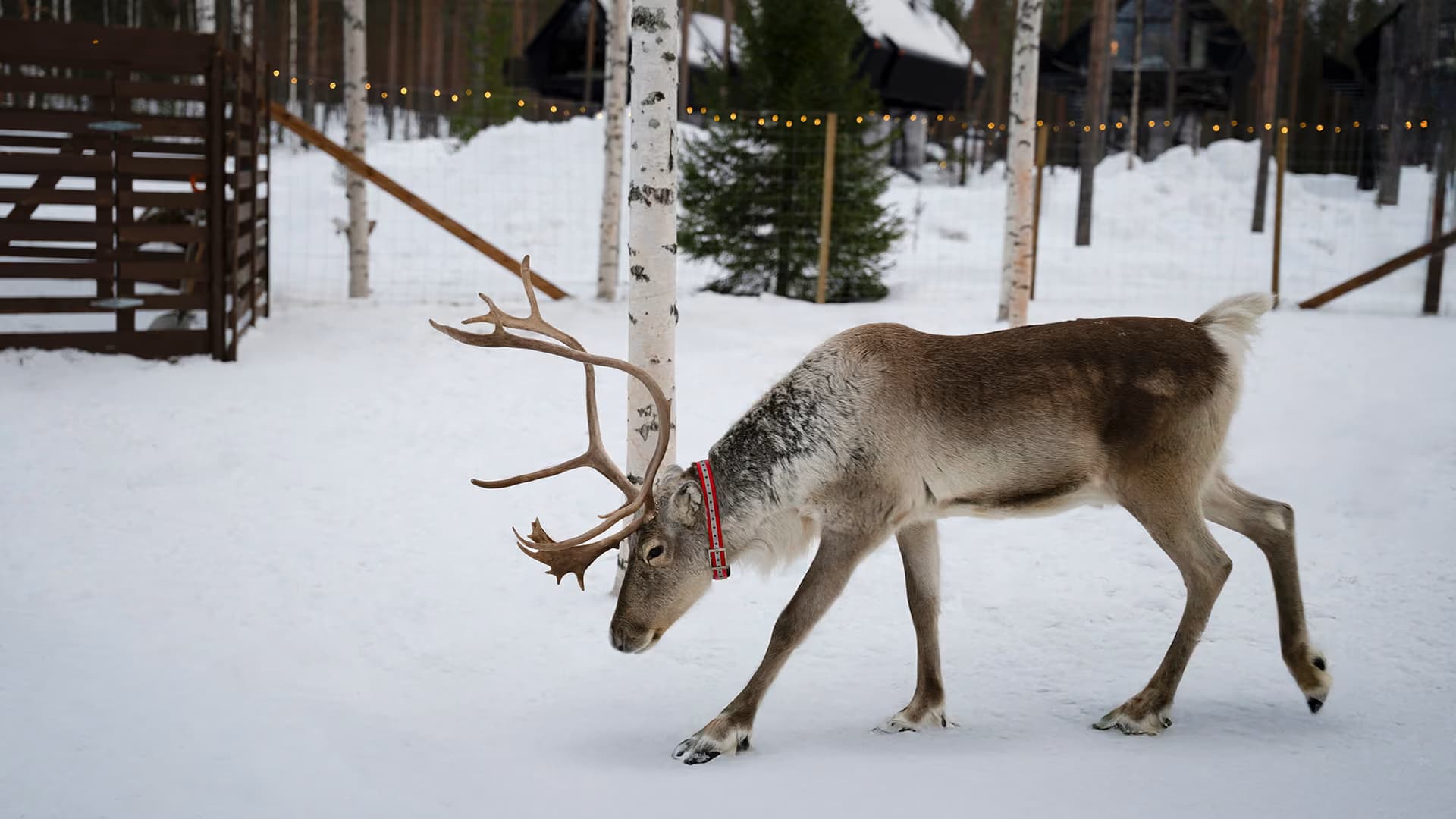 A reindeer in full antler walks through the resort's snow-covered reindeer park, fairy lights strung between the birches