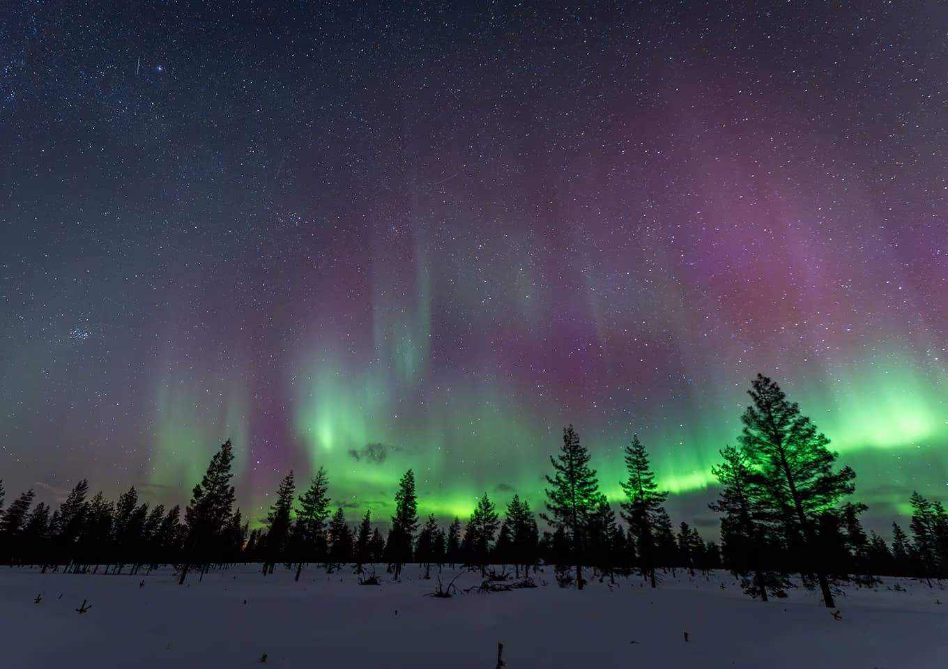 Green and pink aurora bands glow above a row of silhouetted pine trees under a starry sky