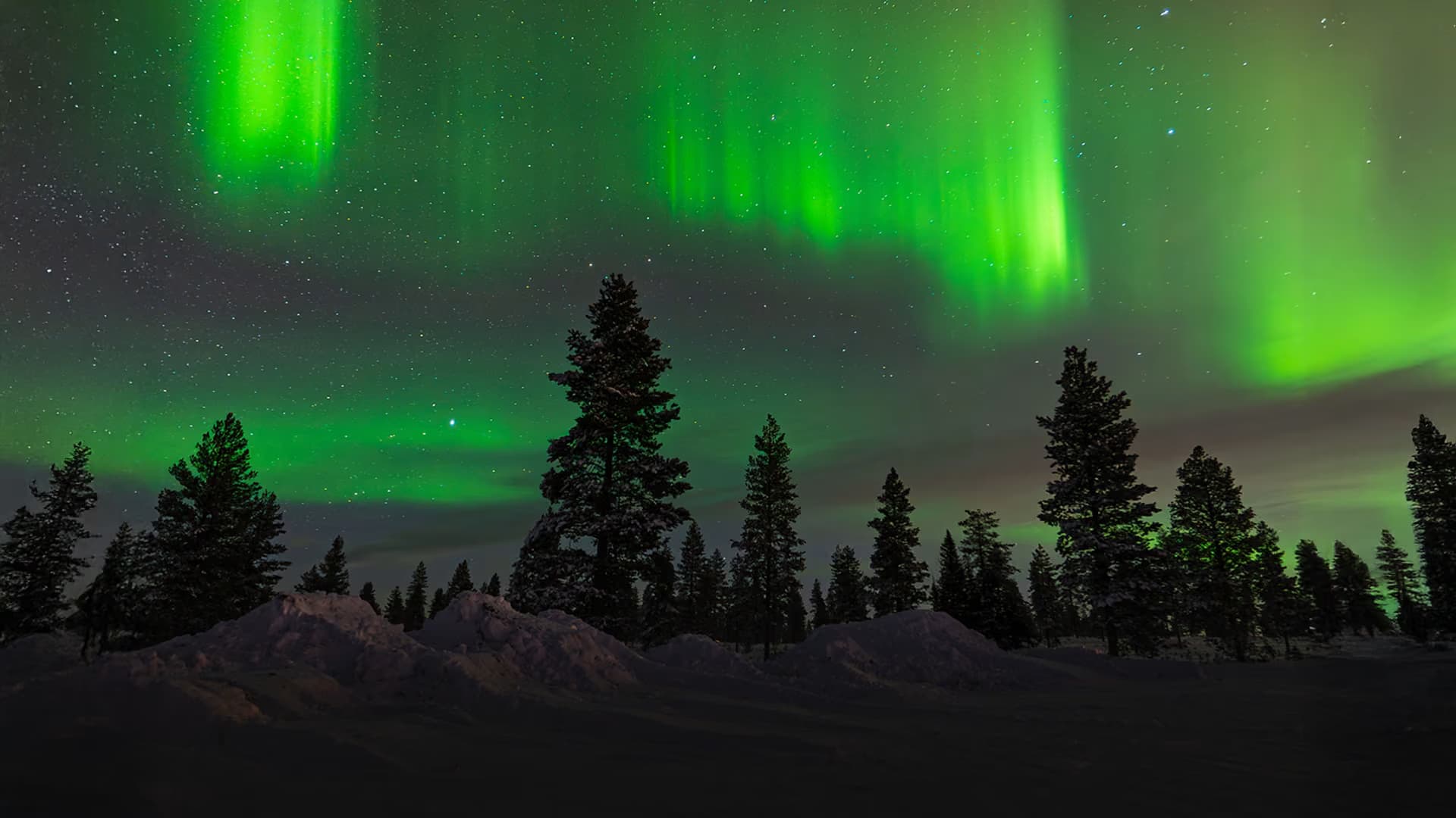 Bright green aurora ribbons curve above a dark forest of snow-laden pines at night, stars visible