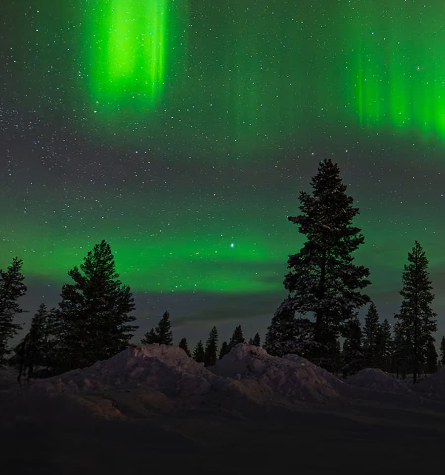 Bright green aurora ribbons curve above snow-covered pine trees and drifts at night