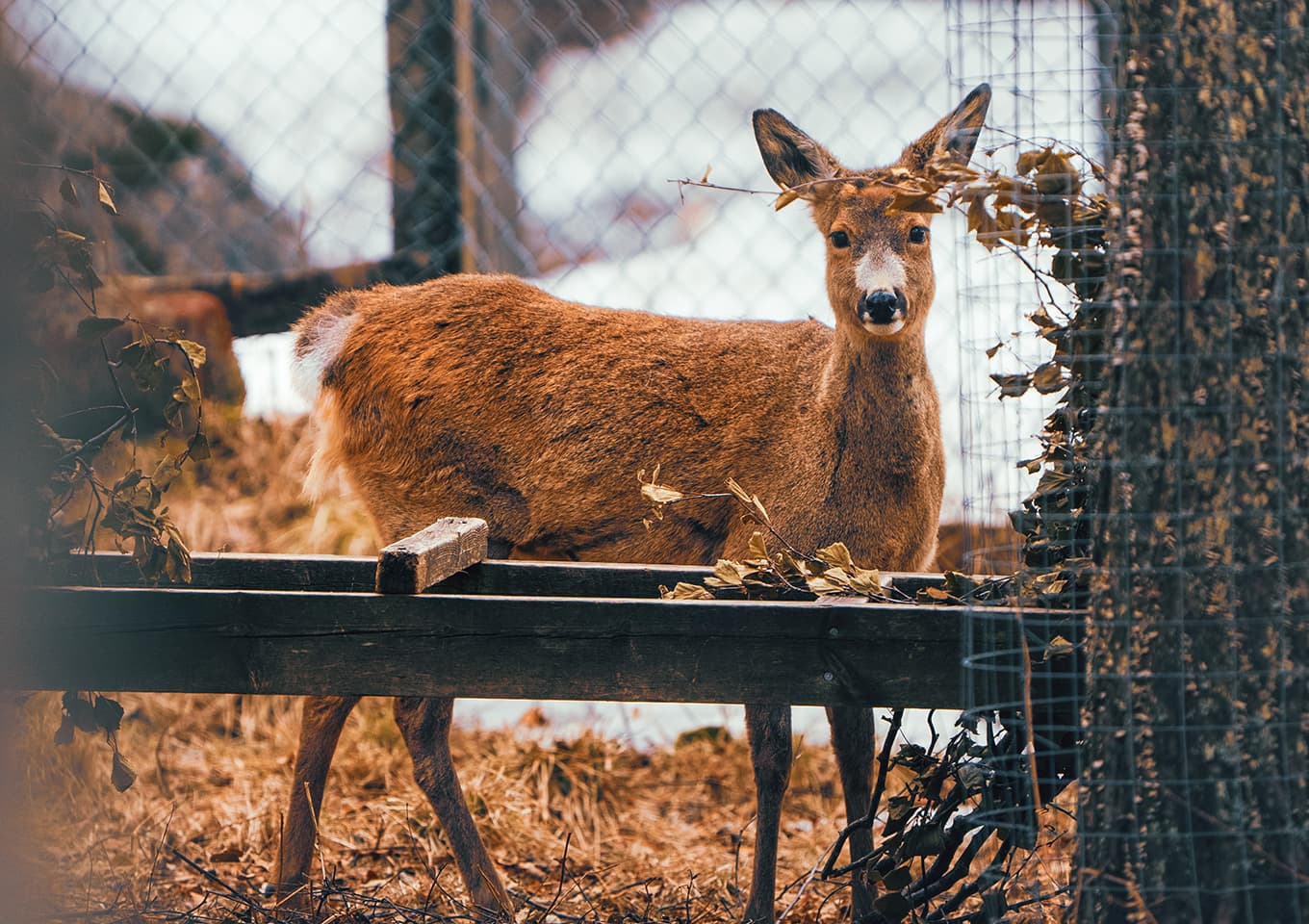 Ranua Zoo deer