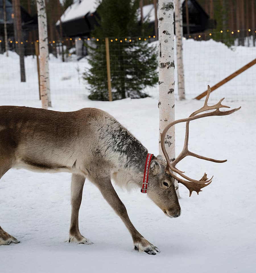 Reindeer