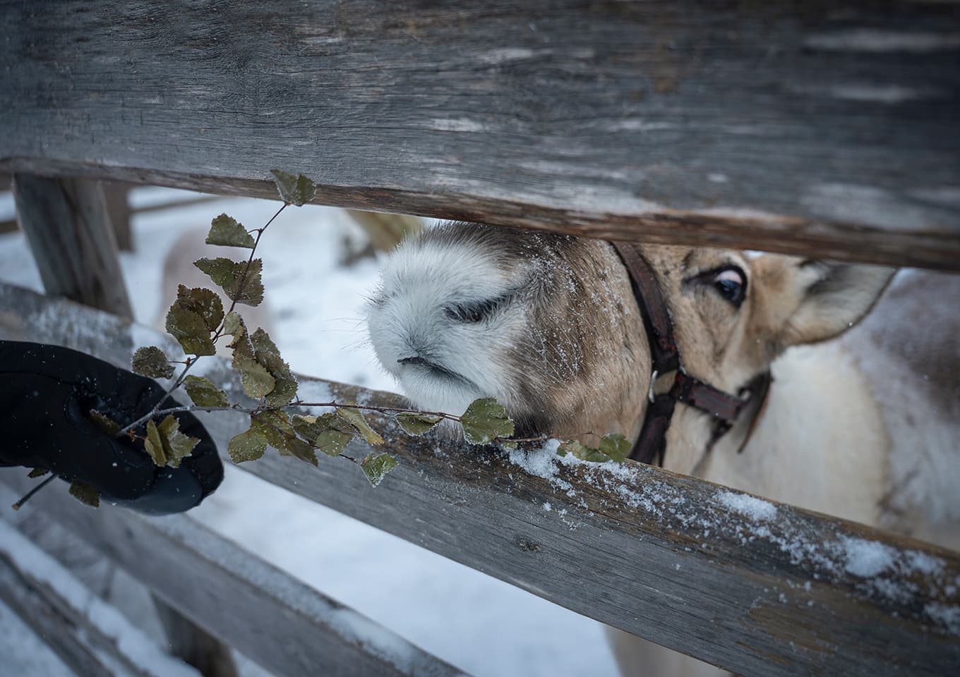 Reindeers