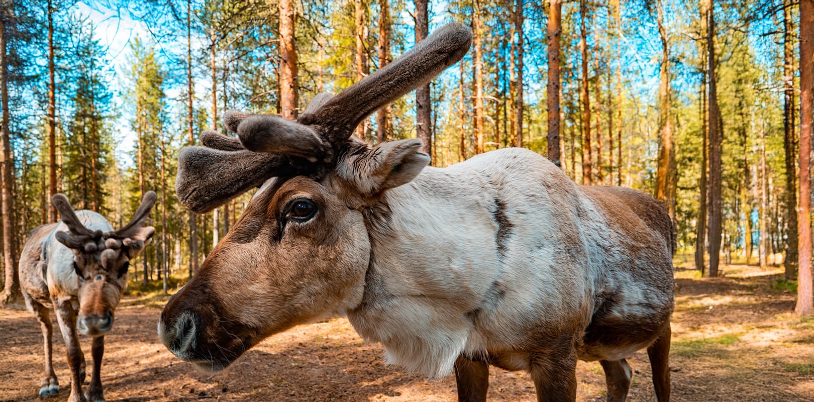 Reindeers