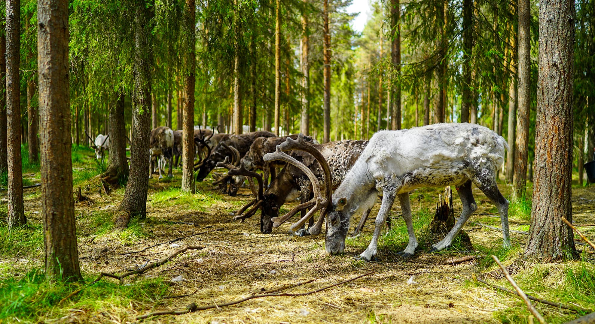 Reindeers
