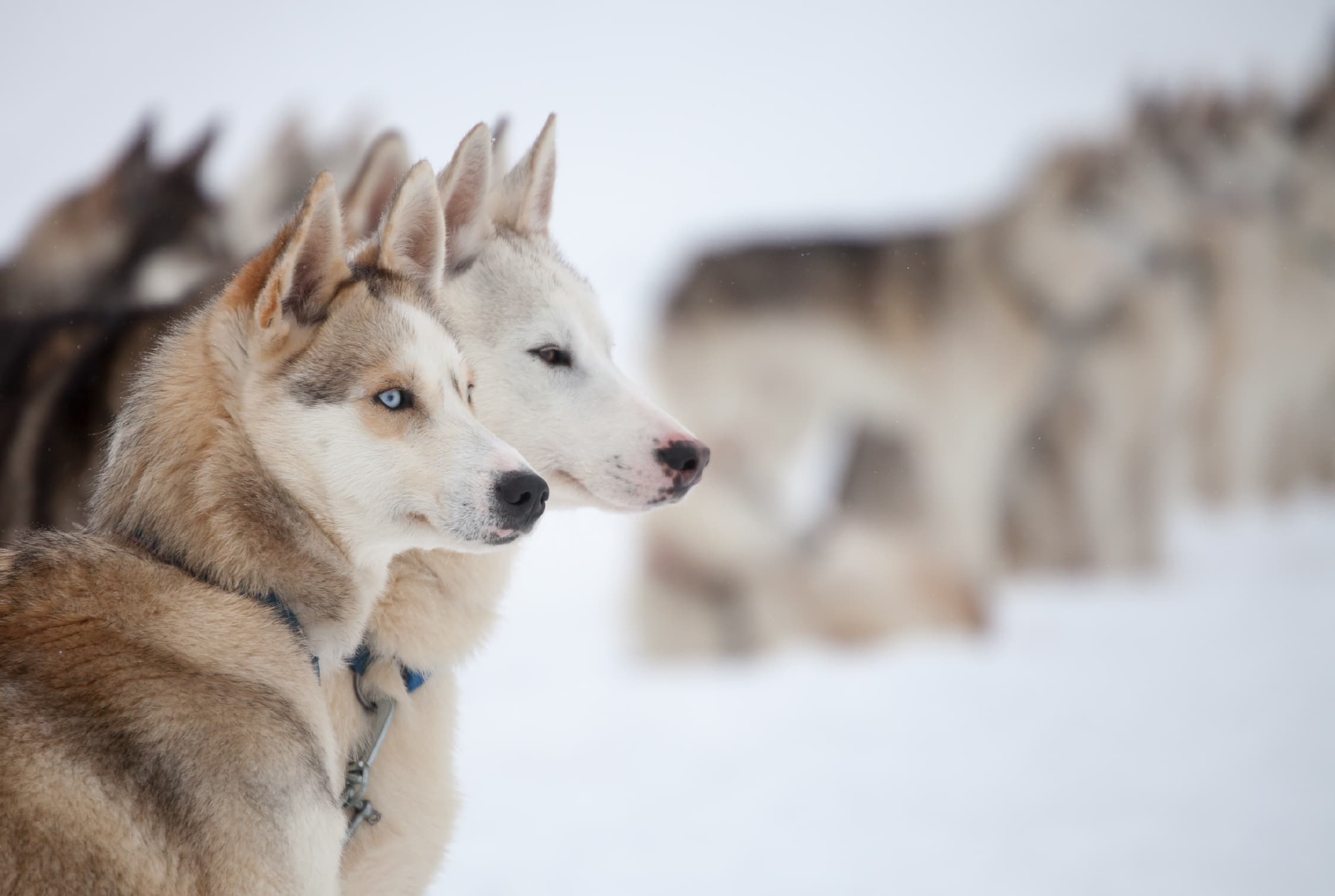 Husky