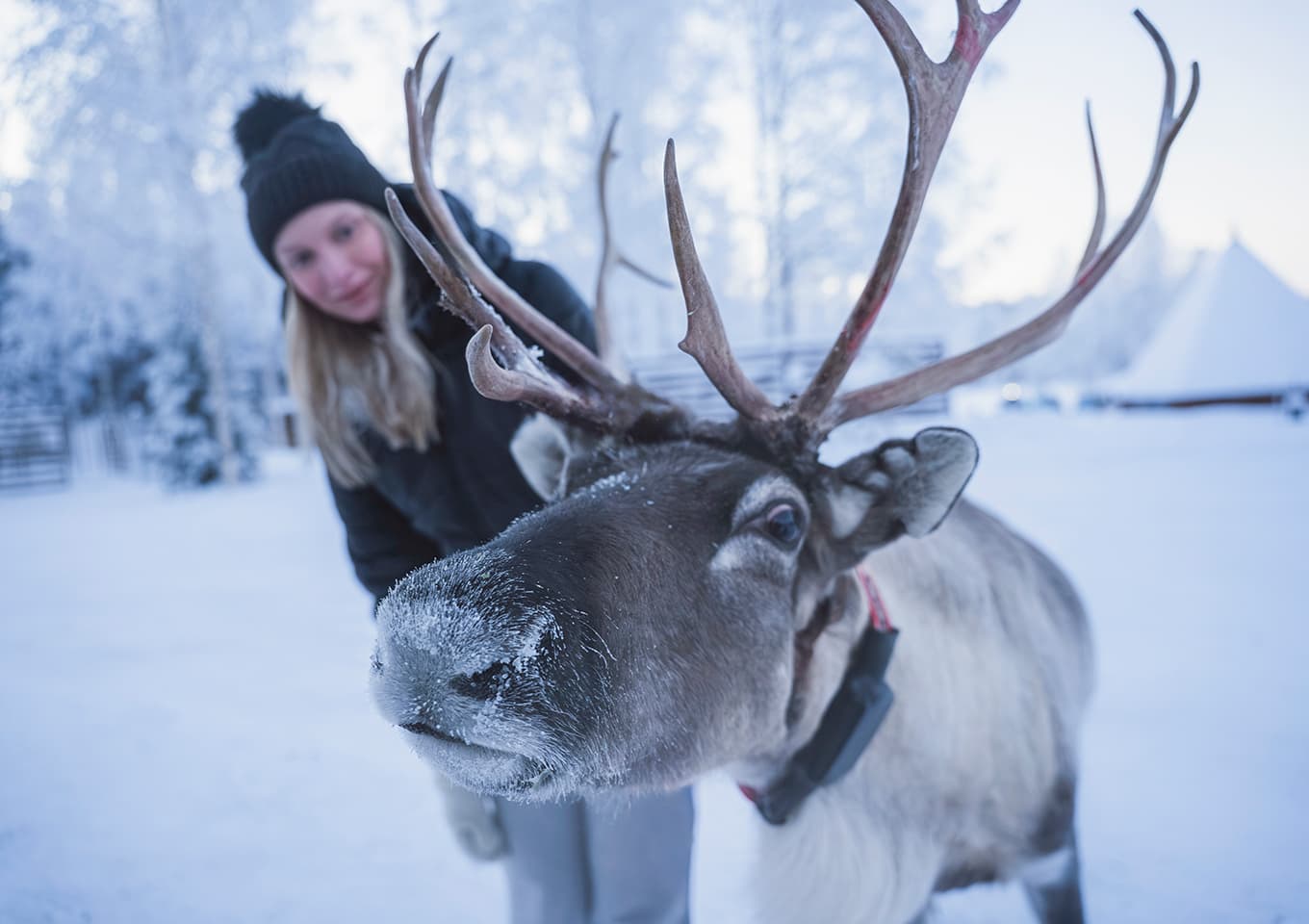Reindeers