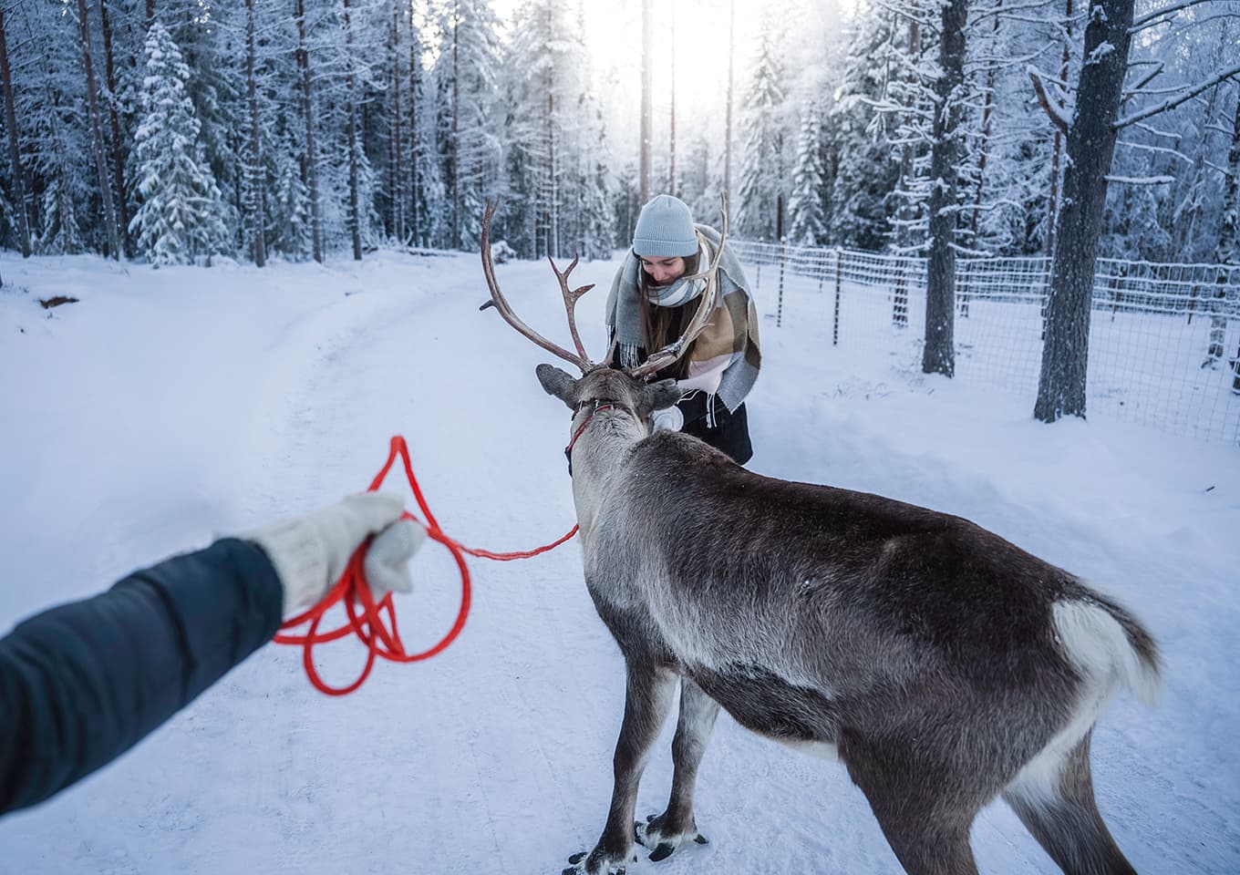 Reindeers