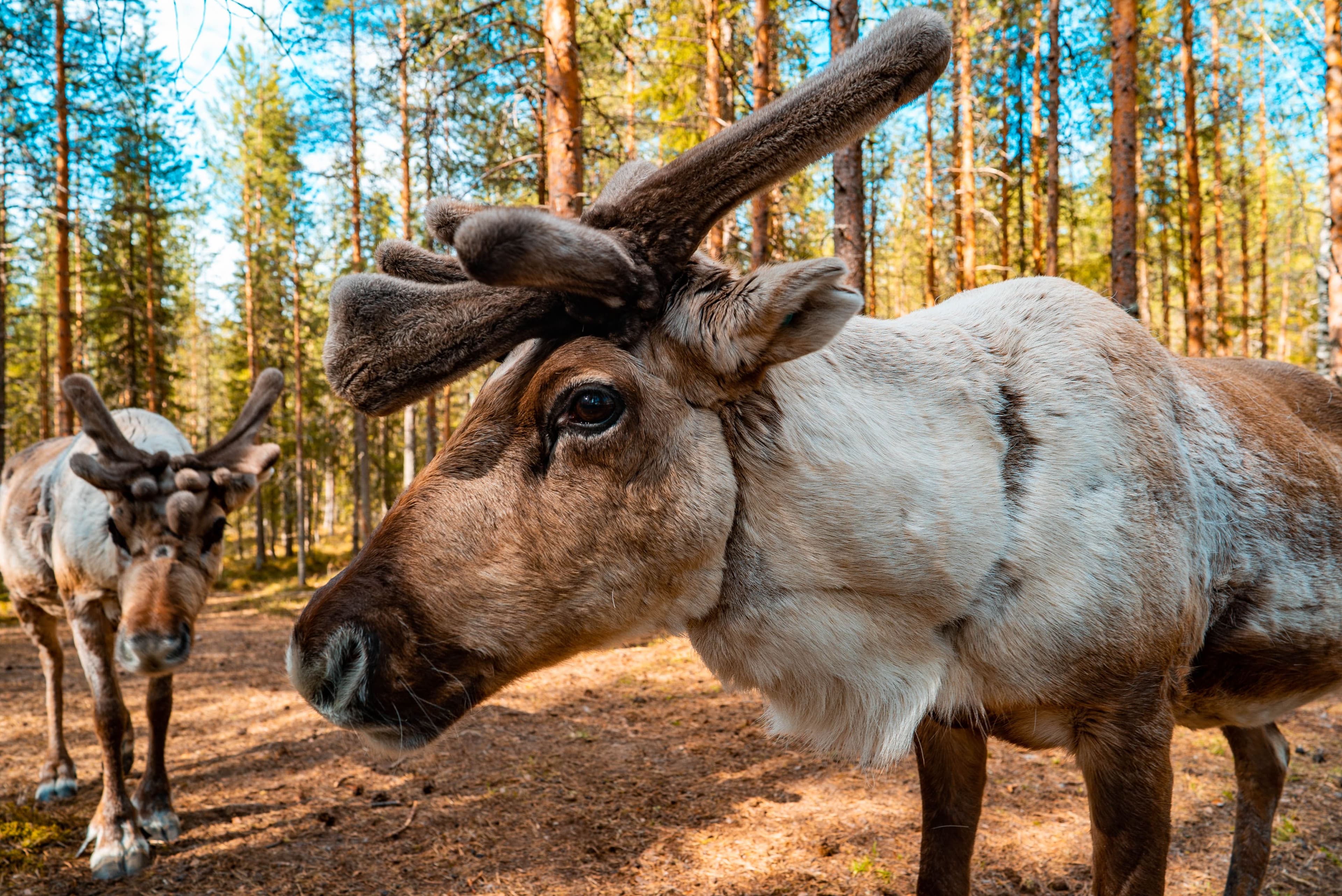 Reindeers